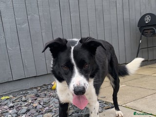 Border Collie dogs Border collie for rehome - Advert 1