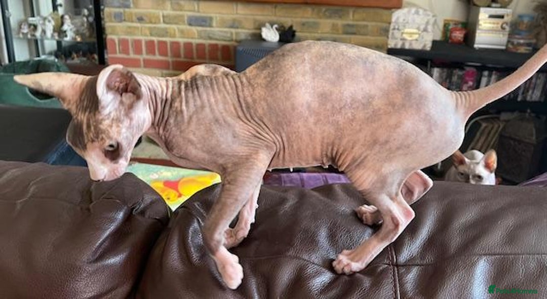 Sphynx cats for sale: Sphynx Adult Spayed Female - Image 6