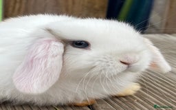 Mini Lop rabbits for sale: 2 beautiful mini lop girls available  - Image 11