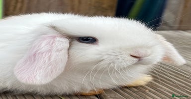 Mini Lop rabbits - Advert 15