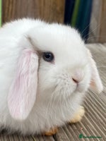 Mini Lop rabbits - Advert 2
