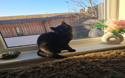 British Shorthair cats for sale: Last fluffy black BSH kitten!!  - Advert 6