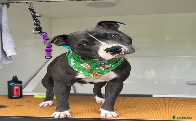 Staffordshire Bull Terrier dogs - Advert 2