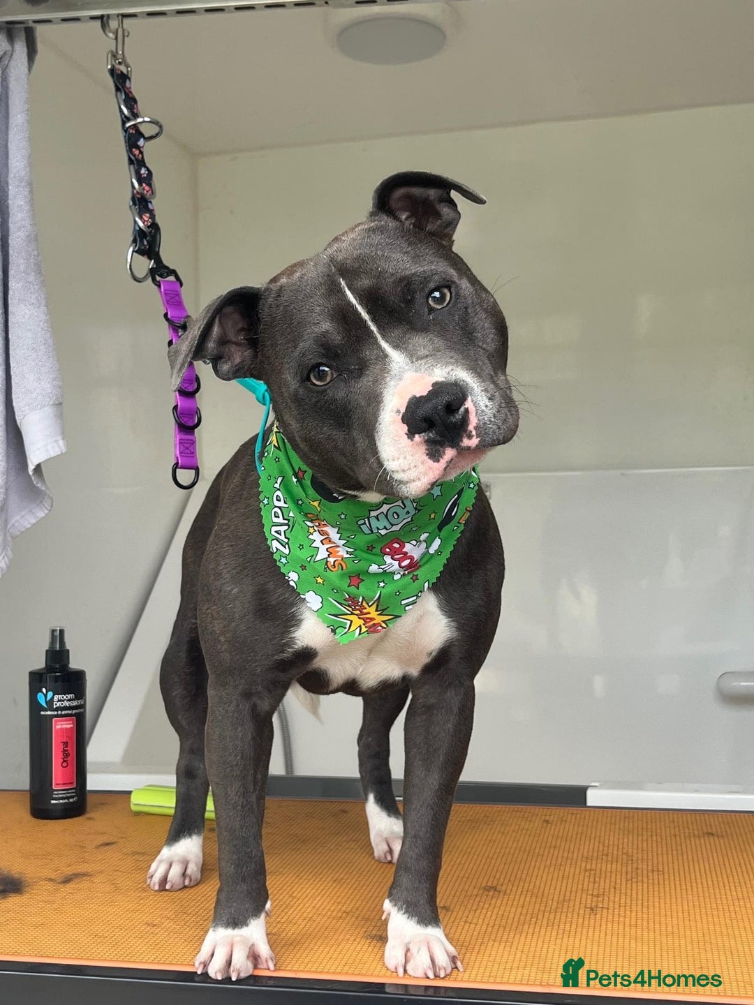 Staffordshire Bull Terrier dogs for sale: Male Staffy - Image 1