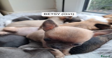 Chihuahua dogs - Advert 3