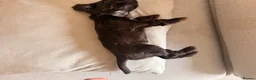 Mixed Breed dogs for sale: Beautiful Cocker Sproodle Puppies  in Weston-super-Mare - Advert 13