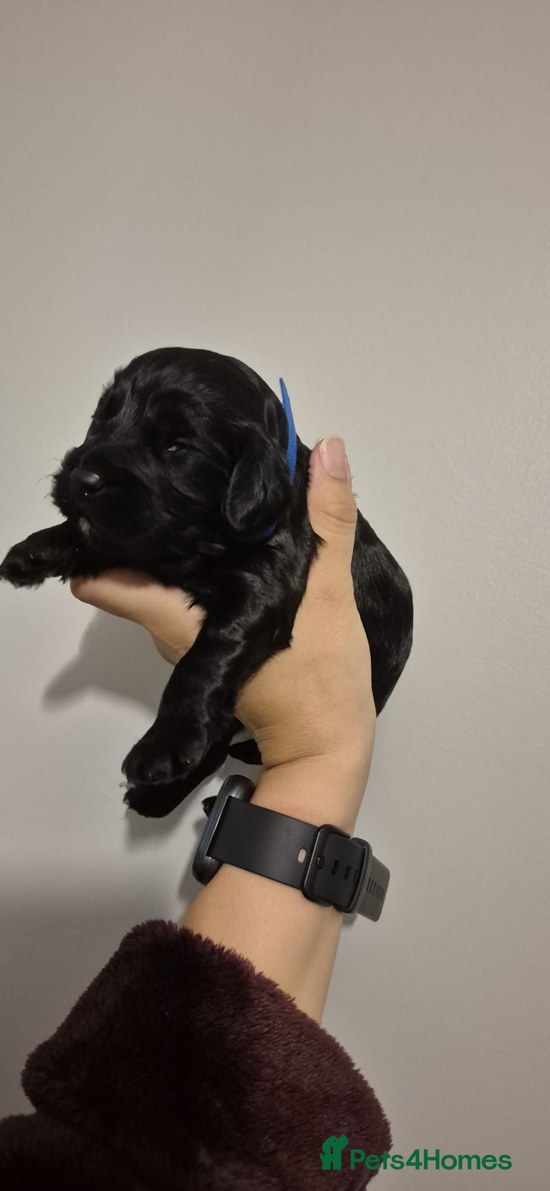 Cockapoo dogs for sale: ✨ Beautiful Cockapoo Puppies –  1 Boy & 4 Girls✨ - Advert 9