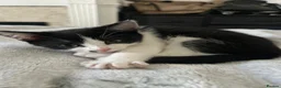 British Shorthair cats for sale: Black&white British shorthair cross girl kitten - Advert 12