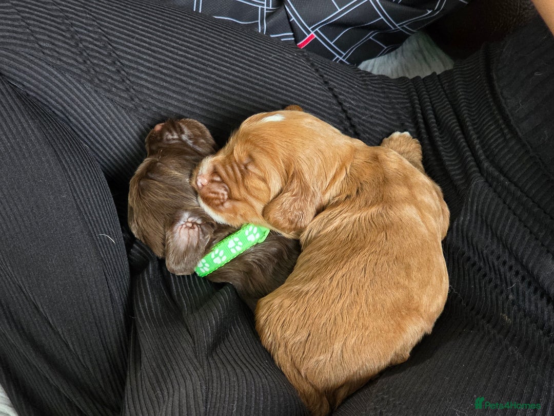 Cockapoo dogs for sale: Adorable F2b Cockapoo Puppies – Ready to Reserve  - Image 19
