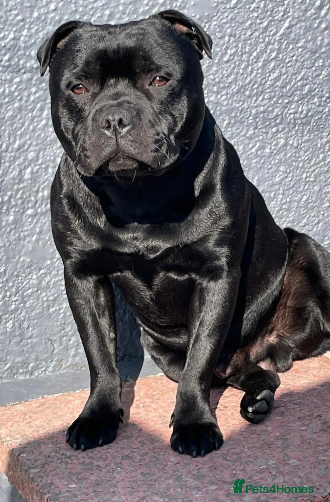 Staffordshire Bull Terrier dogs for sale: *2 left* Stunning Chunky KC Staffy Pups - Image 31