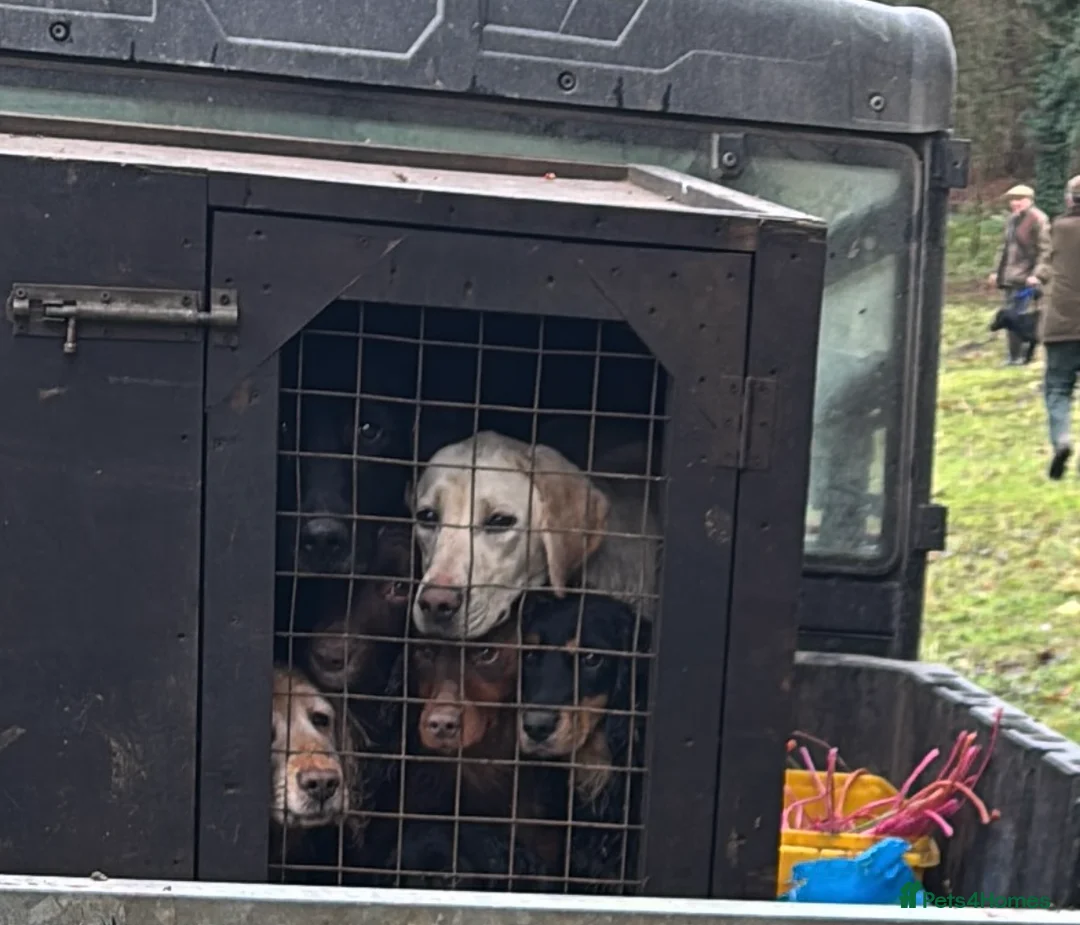 Labrador Retriever dogs for sale: Yellow Labrador Bitch Exceptional Working Pedigree - Advert 10