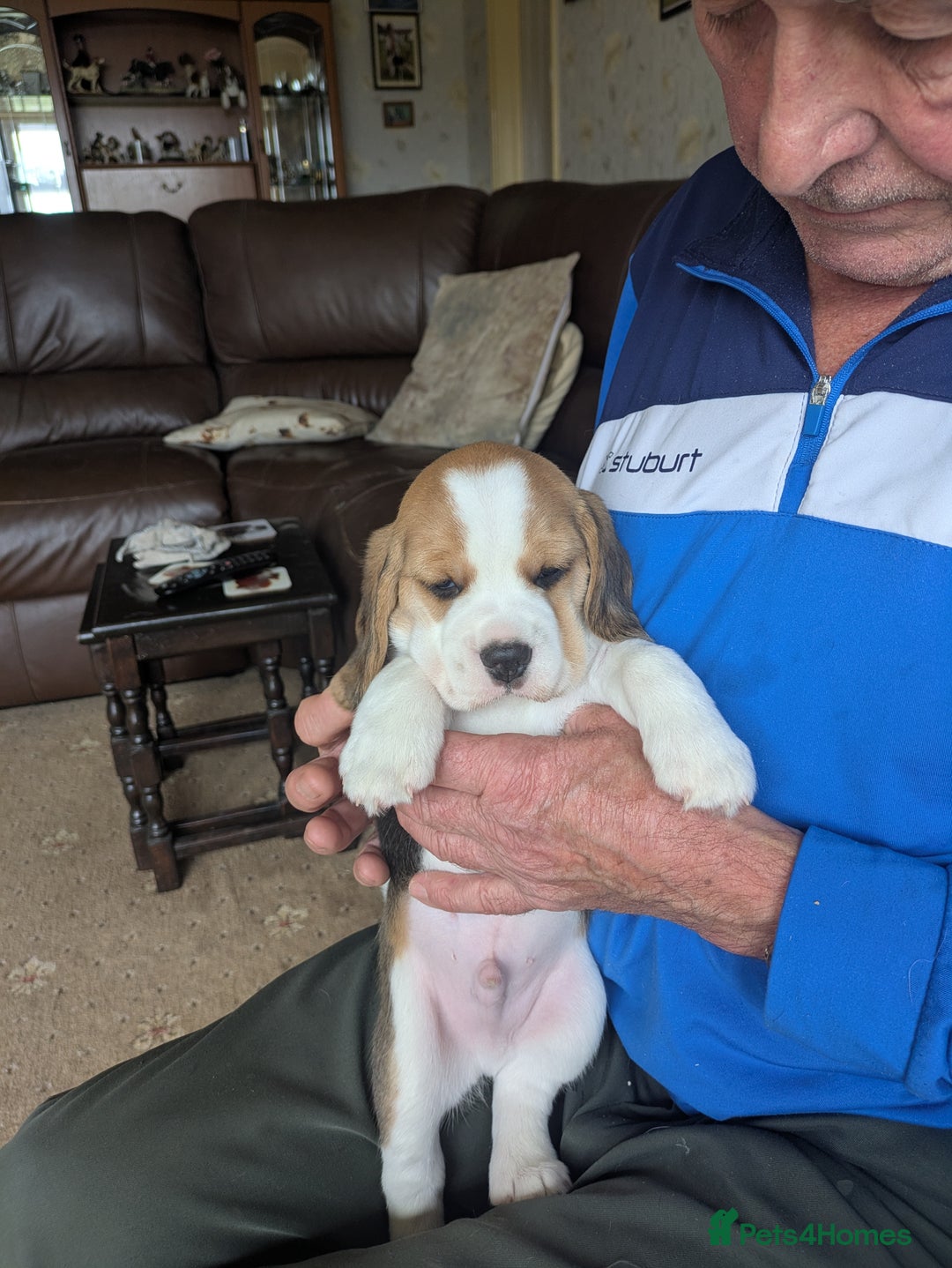 Beagle dogs for sale: Beagle  - Image 5