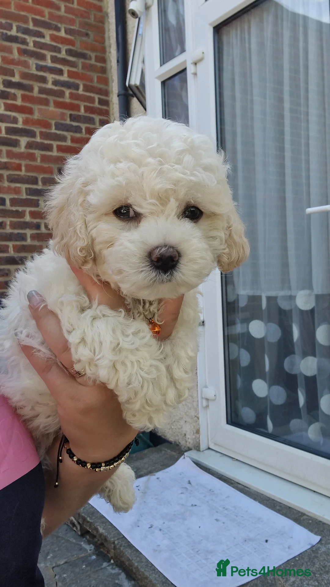Havanese dogs for sale: Bichon havanese puppies - Advert 2