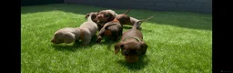 Miniature Dachshund dogs for sale: Miniature dachshund  - Advert 2