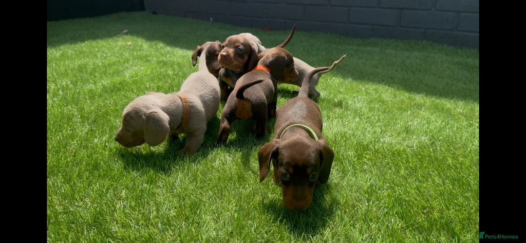 Miniature Dachshund dogs for sale: Miniature dachshund  - Advert 2