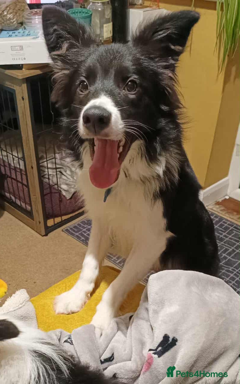 Border Collie dogs Lovely border collie looking for a special home - Advert 1