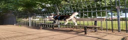 Siberian Husky dogs for stud: Husky Stud  - Advert 14