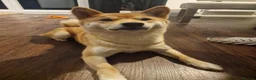 Japanese Shiba Inu dogs for sale: Beautiful Japanese Shiba Inu dog to rehome in Stockport - Advert 7