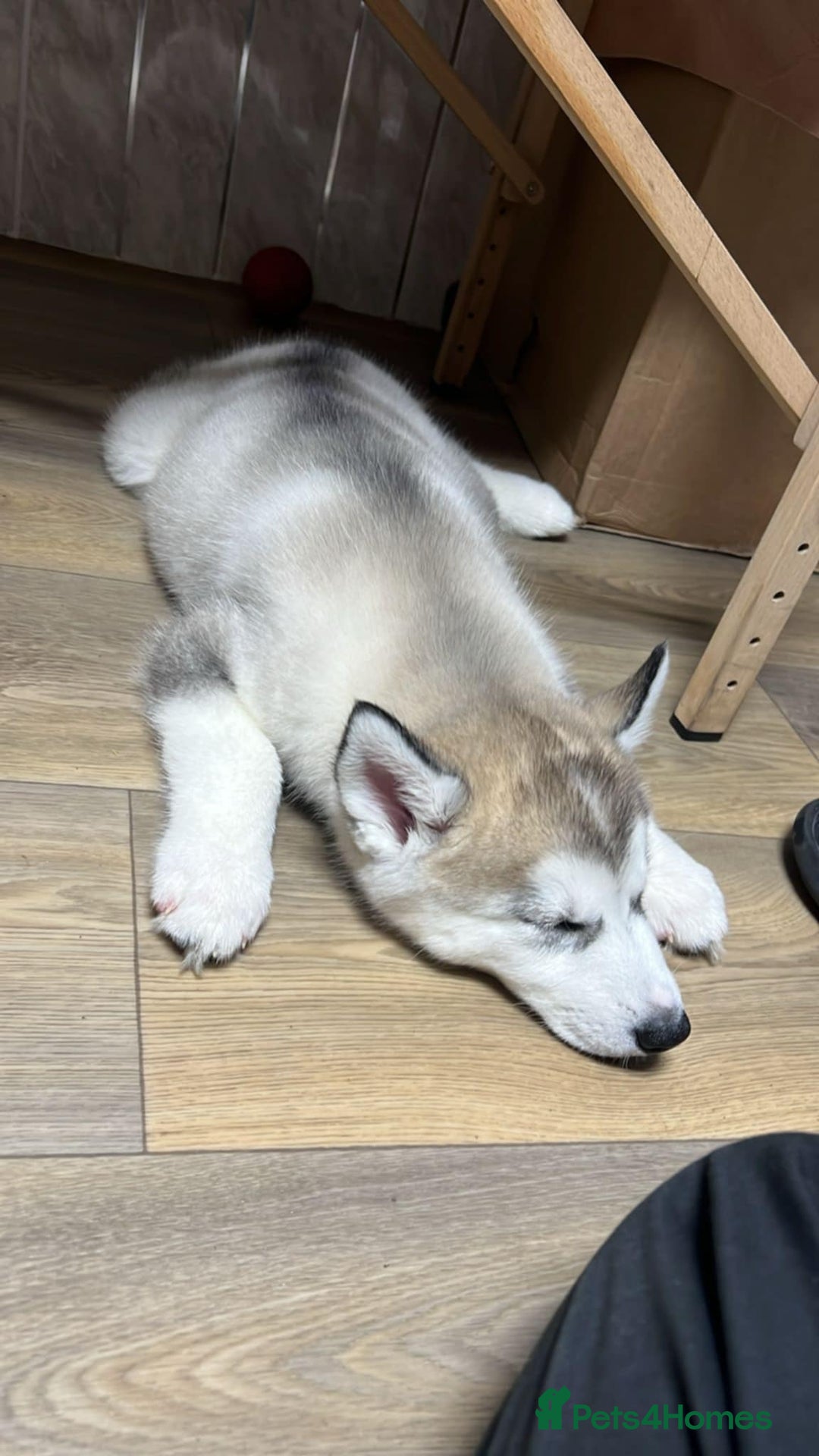 Siberian Husky dogs for sale: Last Girl avaialble now - Advert 2