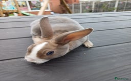 Rex rabbits for sale: Gorgeous mini rex looking for forever homes - Image 1