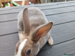 Rex rabbits - Advert 1