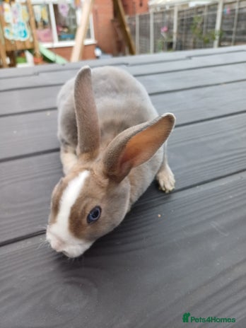 Rex rabbits - Advert 1