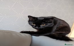 Maine Coon cats for sale: Maine coon cross - Advert 2