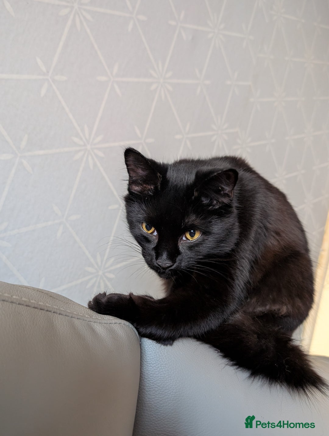 Maine Coon cats for sale: Maine coon cross - Advert 2