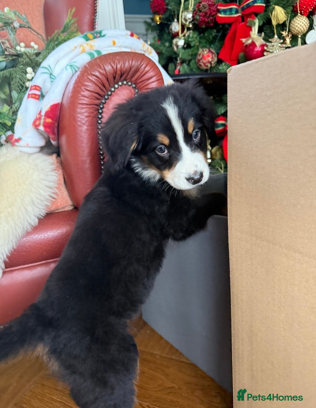 Bernese Mountain Dog dogs for sale: Bernese Mountain Dog Pups  - Advert 6