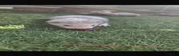 Ferret rodents for sale: Baby Ferrets  - Advert 5