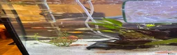 Other/Mixed Breed fish for sale: Guppies in Rushden - Advert 3