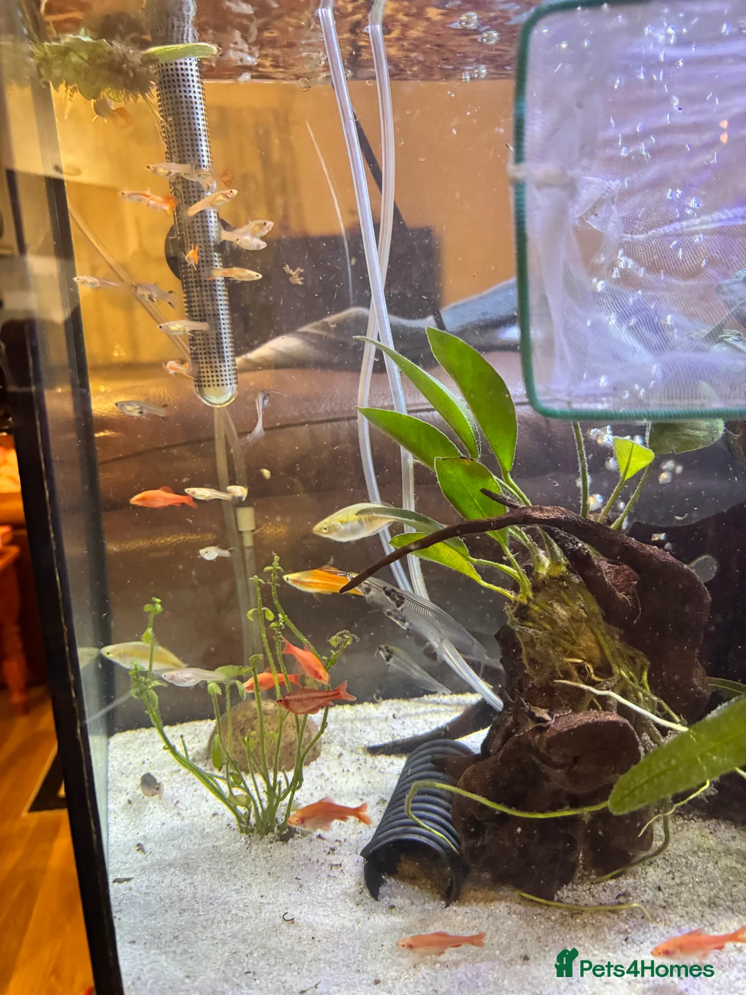 Other/Mixed Breed fish for sale: Guppies in Rushden - Advert 3