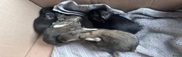 Continental Giant rabbits for sale: Continental Giant Baby Rabbits 3 Girls & 1 Buck - Advert 2