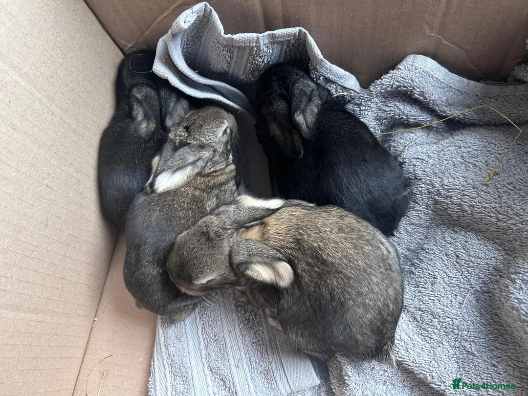 Continental Giant rabbits for sale: Continental Giant Baby Rabbits 3 Girls & 1 Buck - Advert 2