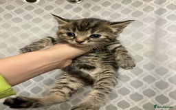 British Longhair cats for sale: Gorgeous british long hair kittens  - Image 5