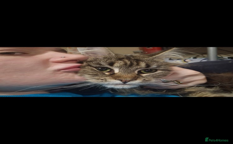 Maine Coon cats - Advert 4