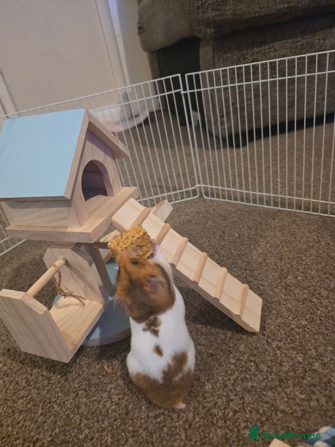 Hamster rodents for sale: Female Syrian Hamster - Advert 5