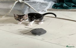 Bengal cats for sale: Bengal X Kittens - Image 25