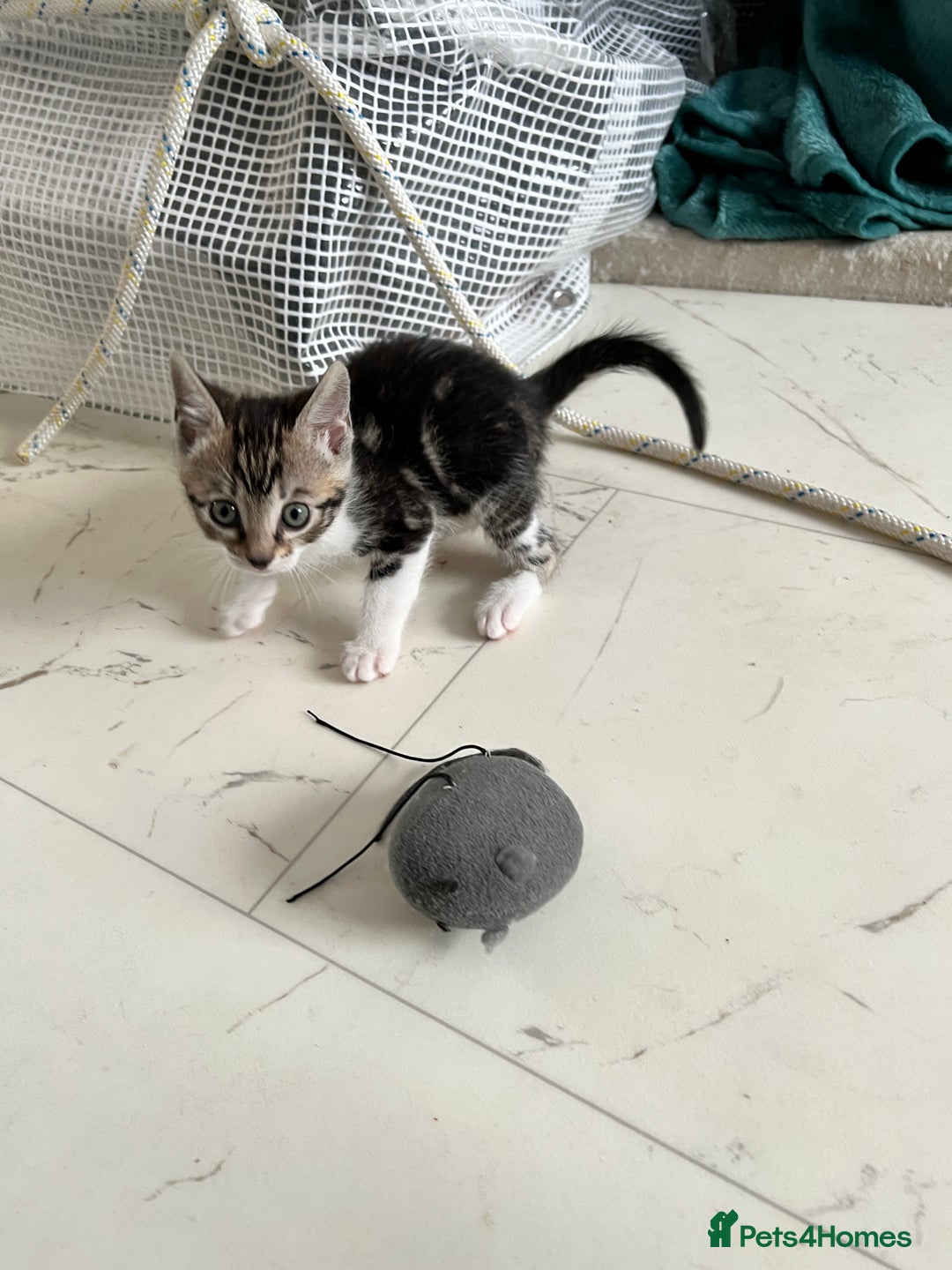 Bengal cats for sale: Bengal X Kittens - Image 25