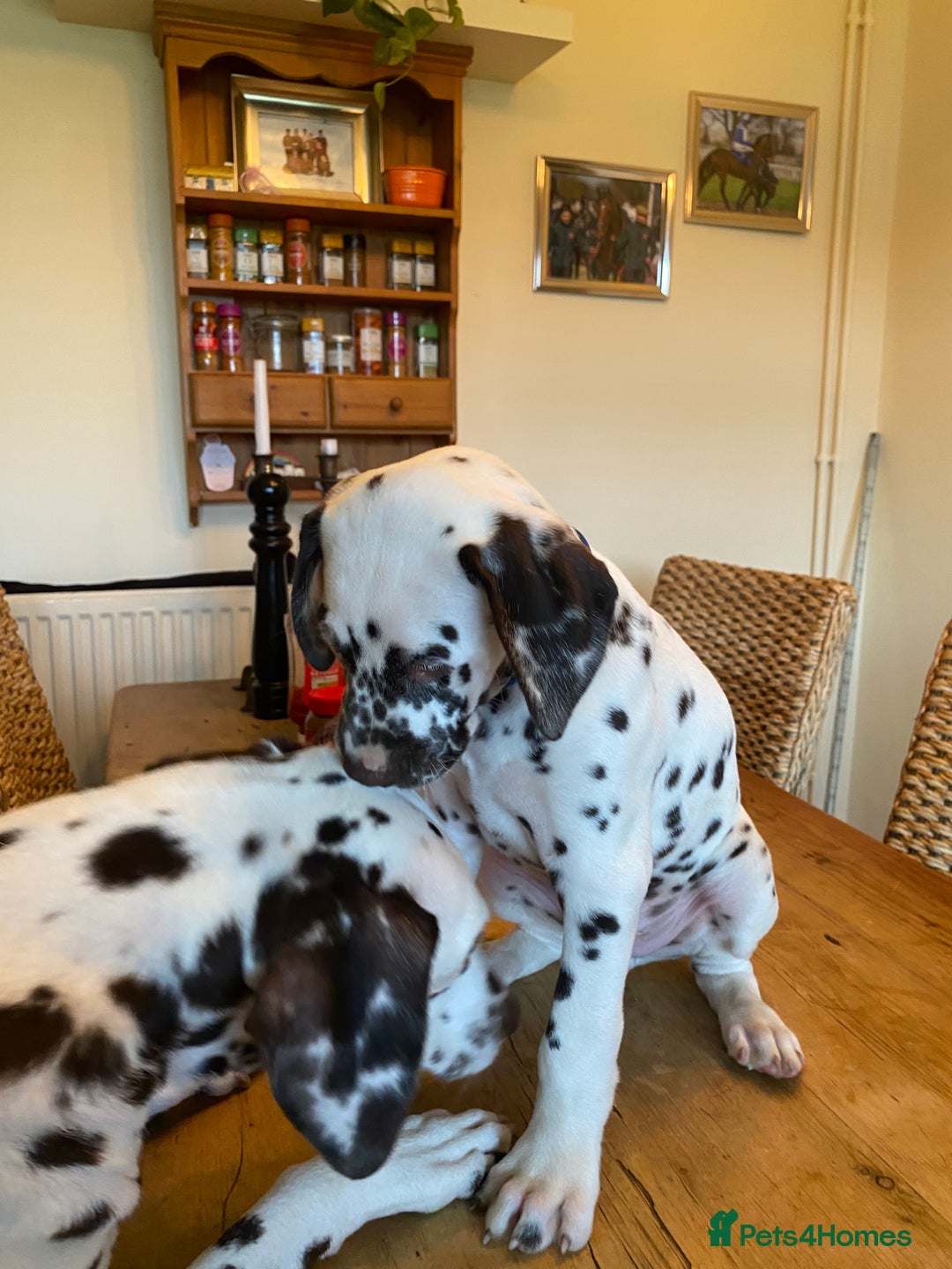 Dalmatian dogs for sale: Absolutely stunning liver puppy  - Image 2