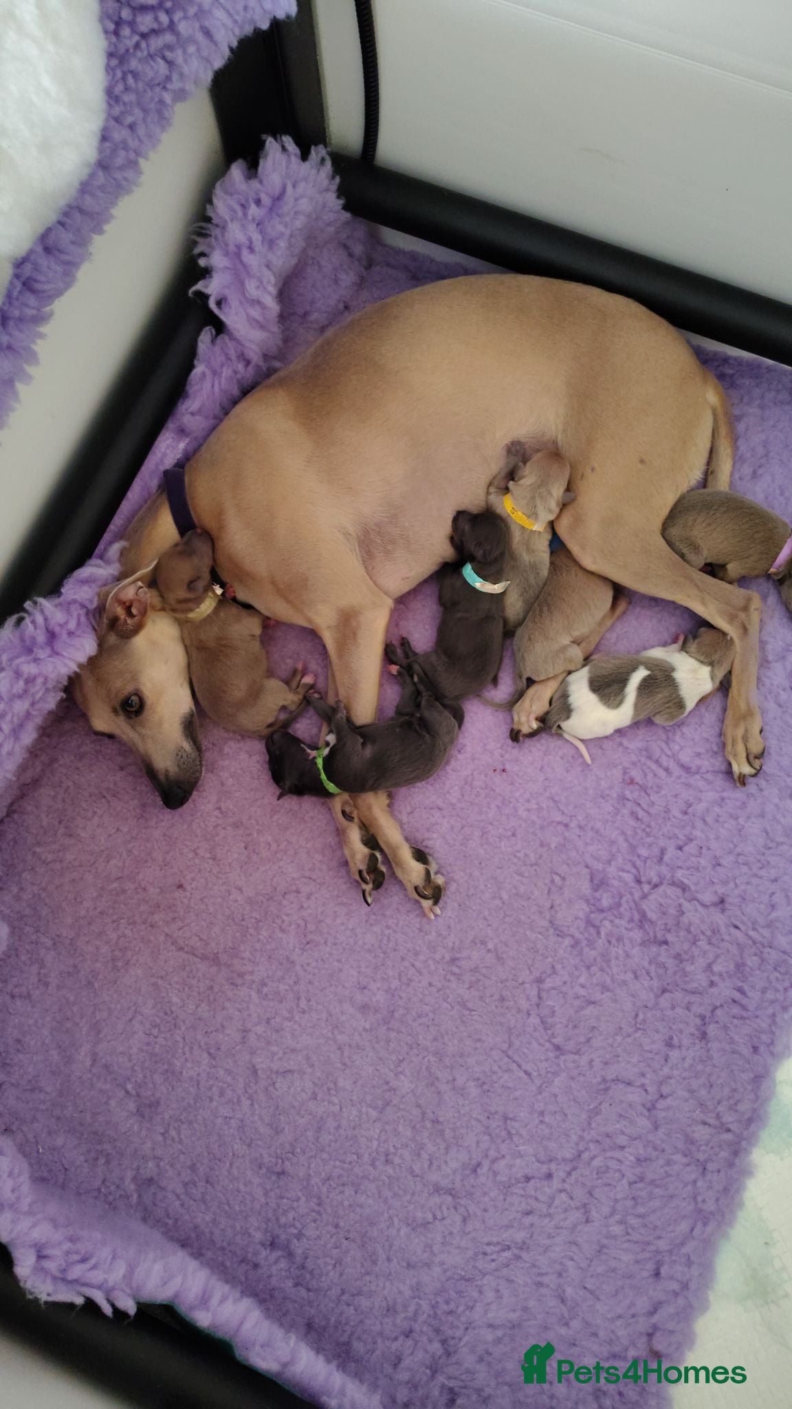 Italian Greyhound dogs 3/4 Italian Greyhound & 1/4 Whippet Puppies - Advert 2
