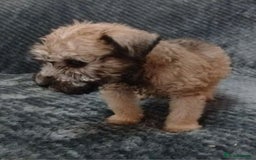 Soft Coated Wheaten Terrier dogs for sale: Beautiful Wheaten Terrier Puppies  - Image 4