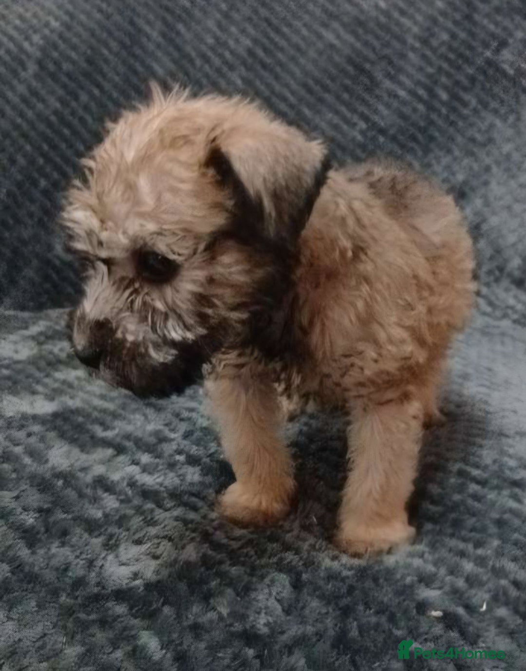 Soft Coated Wheaten Terrier dogs for sale: Beautiful Wheaten Terrier Puppies  - Image 4