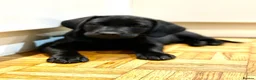 Labrador Retriever dogs for sale: Beautiful Black Female  - Advert 2