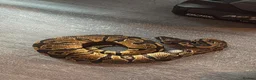 Mixed Breed reptiles for sale: Complete Reptile Setups for Sale with reptile - Advert 3