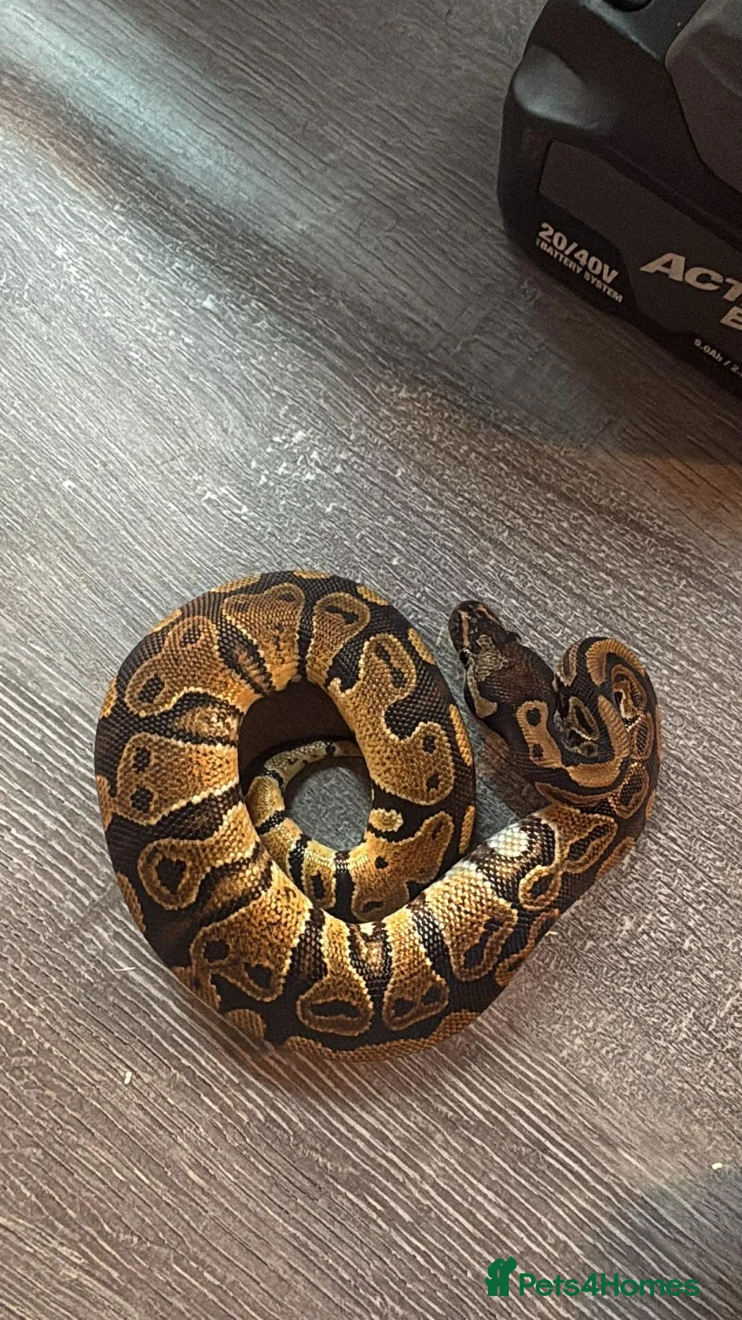 Mixed Breed reptiles for sale: Complete Reptile Setups for Sale with ball pythons - Advert 3