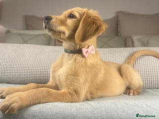 Golden Retriever dogs KC GOLDENS FROM HIP ELBOW DNA GOOD LINEAGE - Advert 4