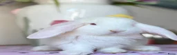 French Lop rabbits for sale: The happy hoppers French lop babies - Advert 5