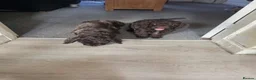 Cockapoo dogs for sale: Cockapoo puppies 🐶  - Advert 9