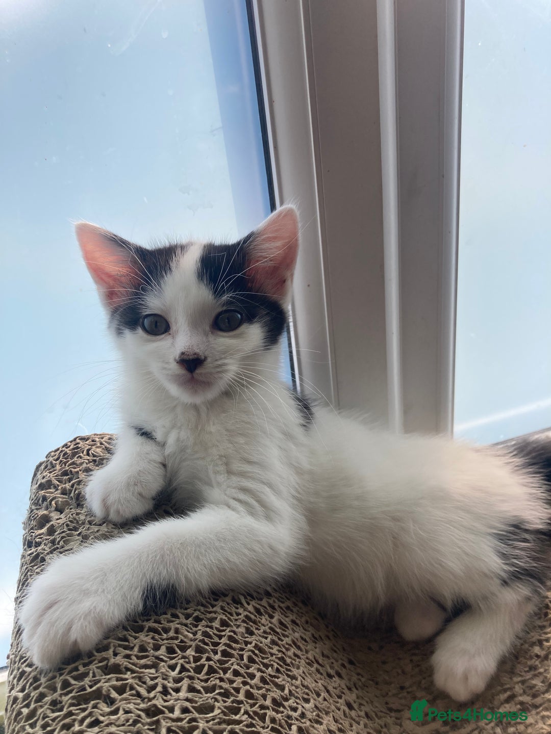Domestic Shorthair cats for sale: Lovely funny little kittens  - Image 13